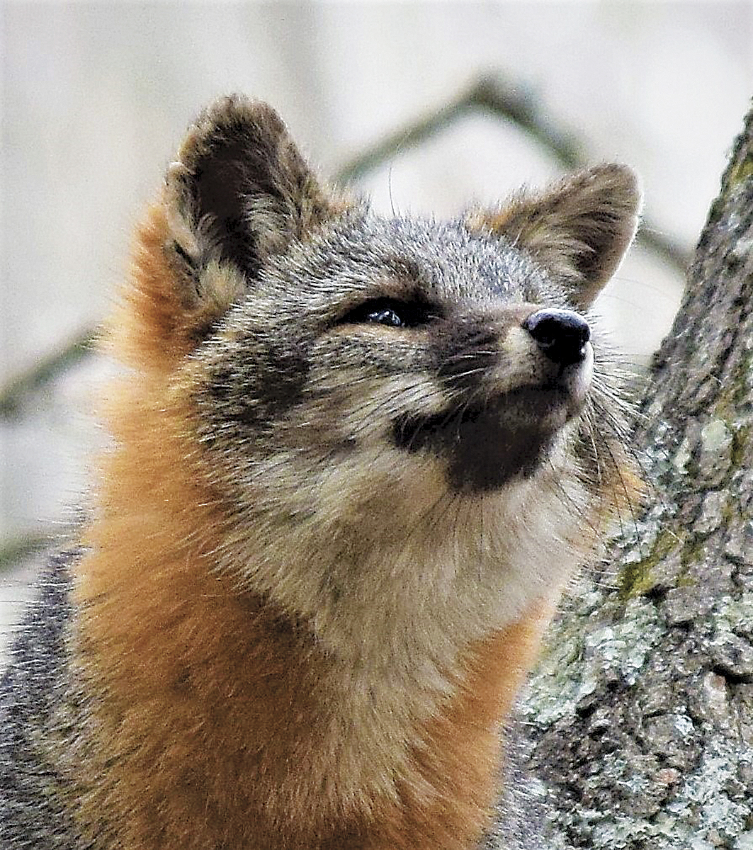 West Virginia tourism effort image